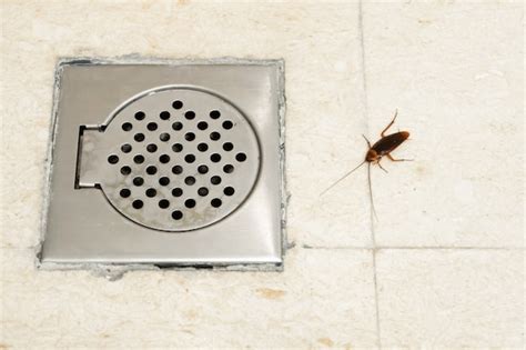 바퀴벌레 화장실